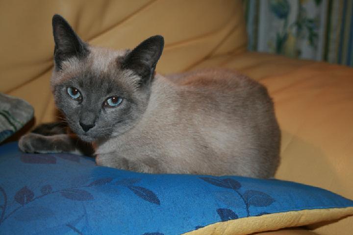2007-06 Saphir 028.jpg